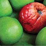 spoiled red apple among green apples